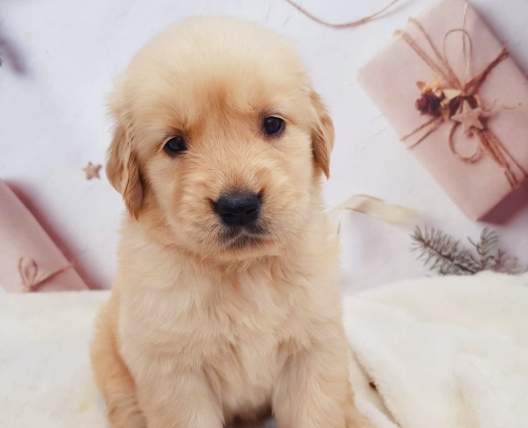 黃金獵犬性格 黃金獵犬性格