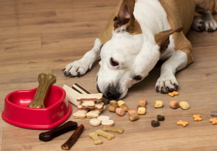 巧克力中毒 巧克力中毒