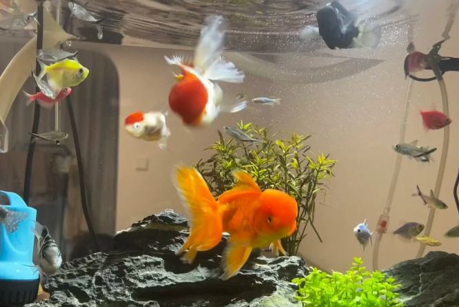 魚缸大小計算 魚缸大小計算