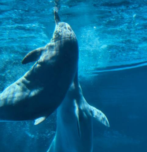 海豚睡覺時間 海豚睡覺時間