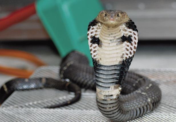 綠鬣蜥生態影響 綠鬣蜥生態影響