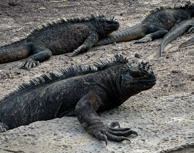海鬣蜥種類 海鬣蜥種類