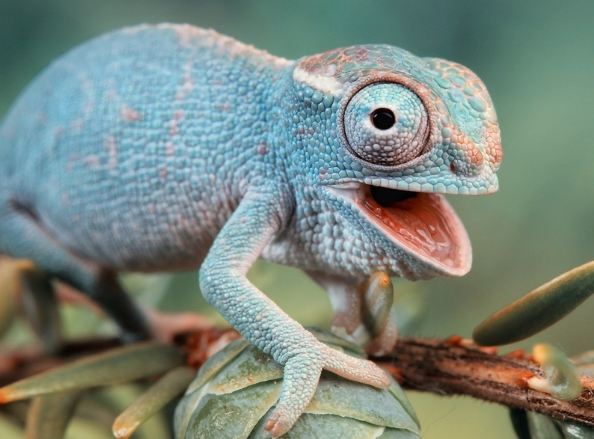 變色龍照顧指南