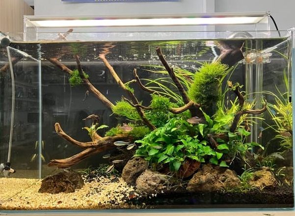 硝化菌開燈影響 硝化菌開燈影響