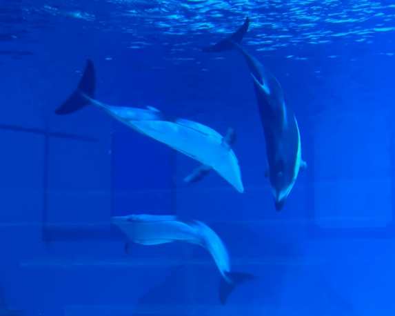 海豚睡覺時間 海豚睡覺時間