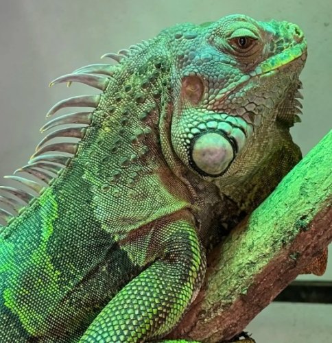 綠鬣蜥生態影響 綠鬣蜥生態影響