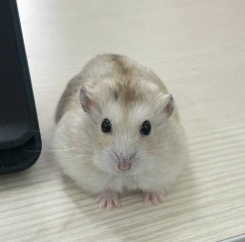 布丁鼠飼養方法