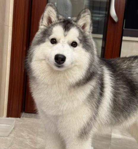 哈士奇飼養技巧