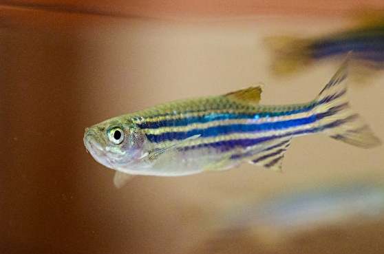 斑馬魚壽命