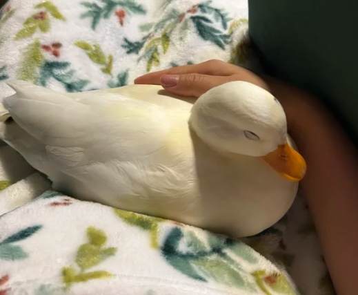 柯爾鴨飲食管理