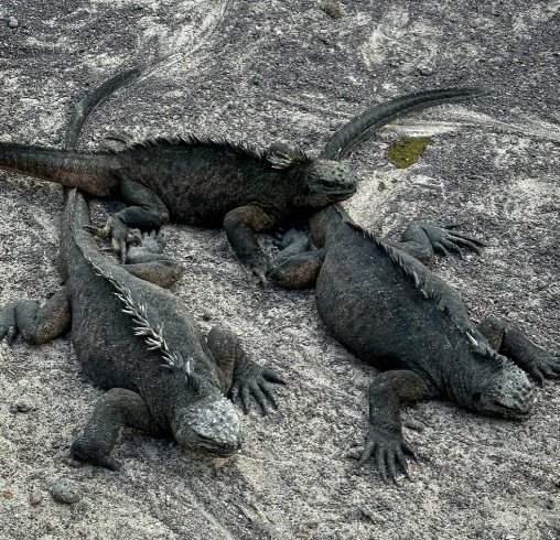 海鬣蜥體型 海鬣蜥體型