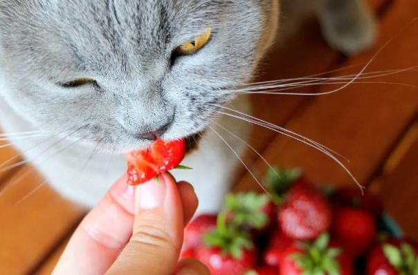 草莓對貓安全