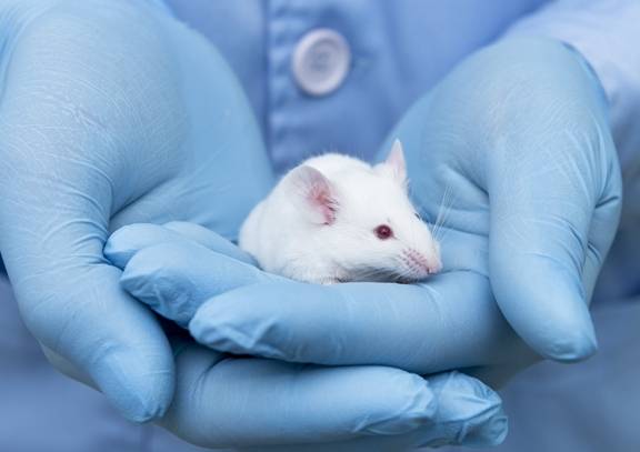 白老鼠平均壽命