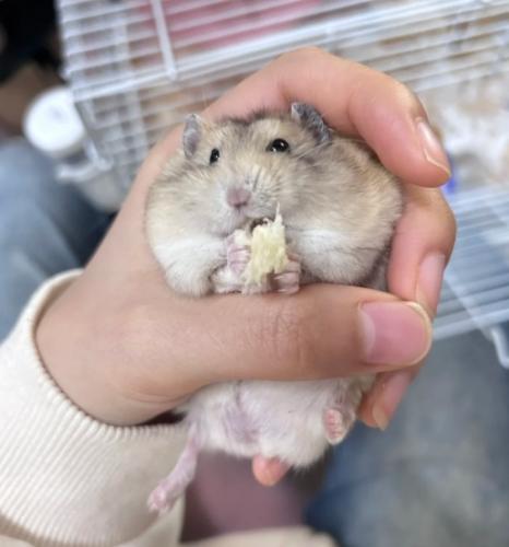 布丁鼠照顧技巧