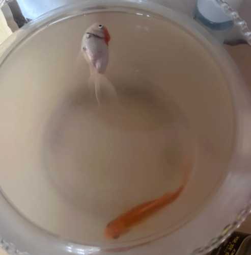 自來水養魚處理 自來水養魚處理