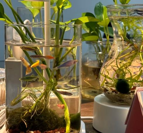 水耕植物可以養魚嗎？