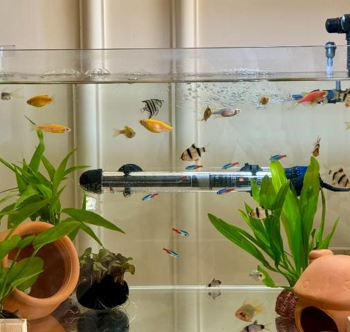 養魚指南 養魚指南