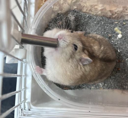 布丁鼠飼養須知