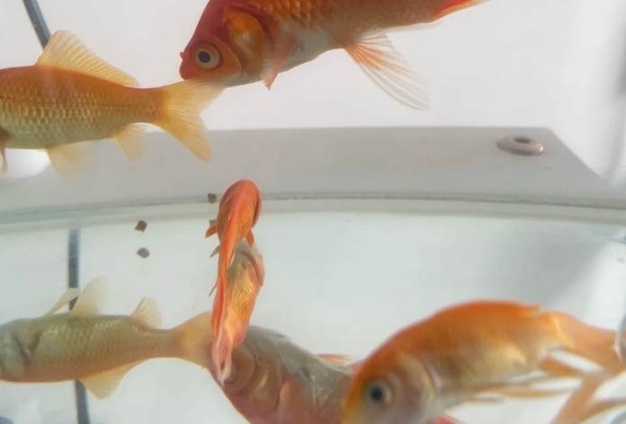 魚死亡症狀 魚死亡症狀