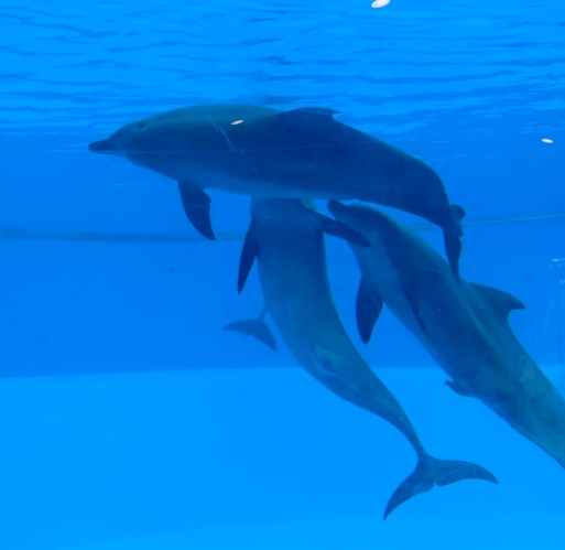 海豚睡眠模式 海豚睡眠模式