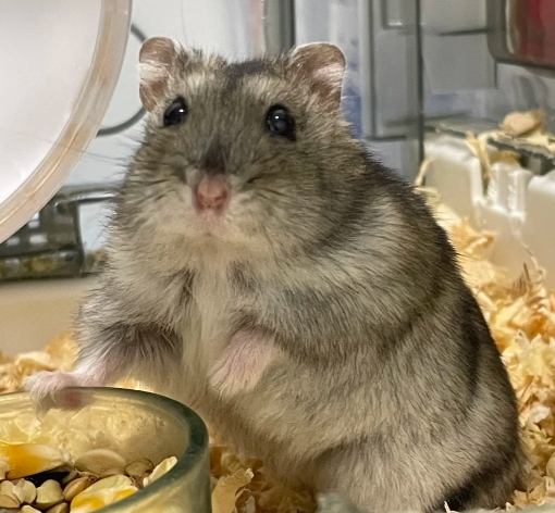 三線鼠照顧 三線鼠照顧