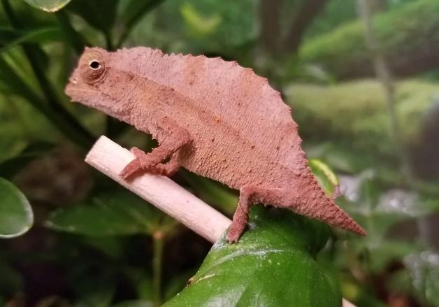 迷你變色龍品種