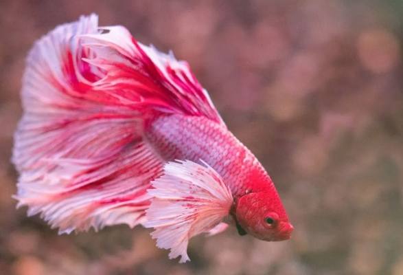 省錢養魚技巧 省錢養魚技巧