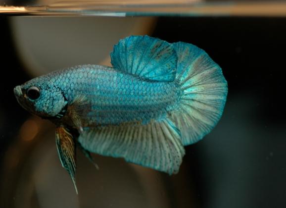 新手養魚 新手養魚