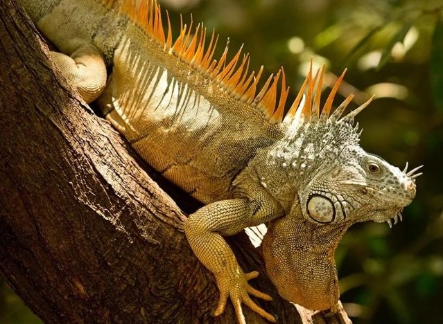 台灣外來種防治 台灣外來種防治