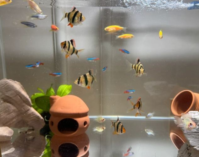 家裡養魚數量 家裡養魚數量