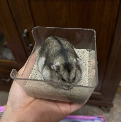 三線鼠照顧 三線鼠照顧