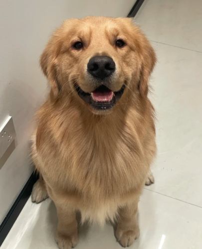 金毛尋回犬性格 金毛尋回犬性格