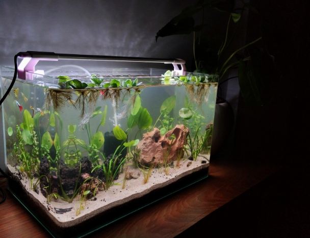 魚缸氧氣 魚缸氧氣