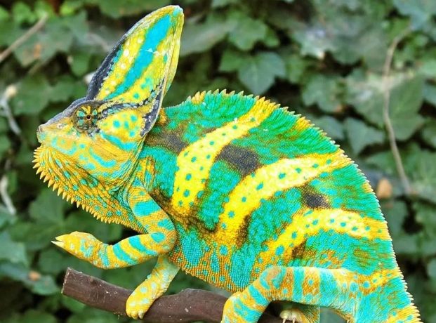 高冠變色龍飼養成本