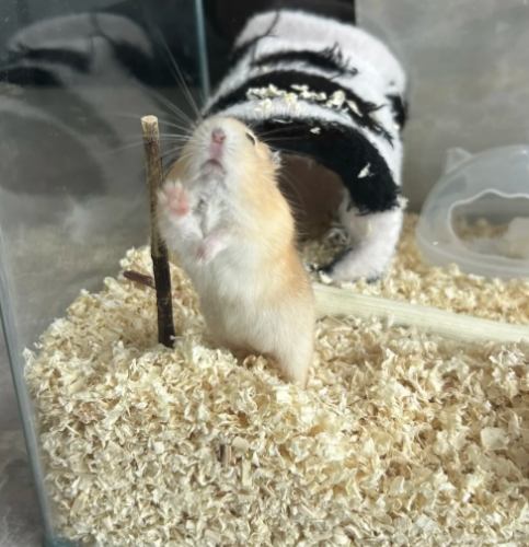 倉鼠親人 倉鼠親人