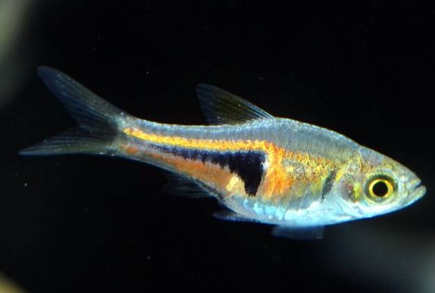 水族箱魚種 水族箱魚種
