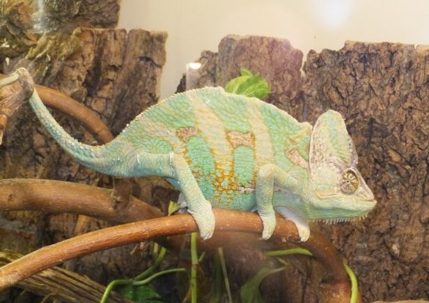 變色龍照顧指南