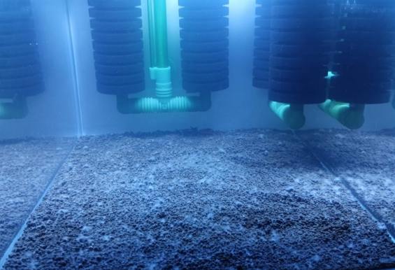 硝化菌開燈影響 硝化菌開燈影響