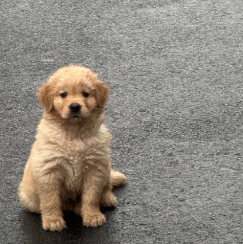 金毛獵犬聰明度