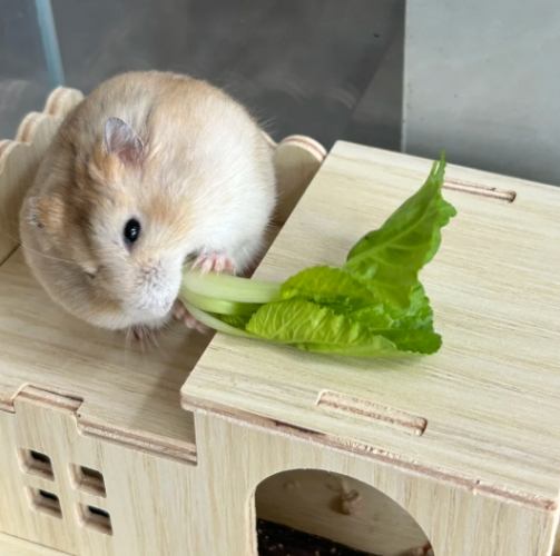 布丁鼠飼養 布丁鼠飼養