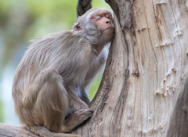 靈長類動物睡眠 靈長類動物睡眠