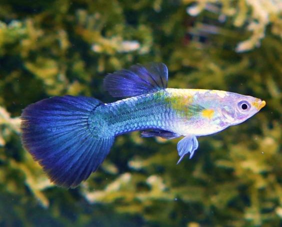 新手養魚推薦 新手養魚推薦