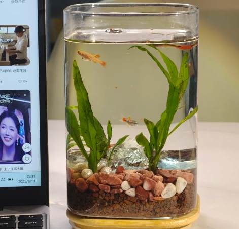 水耕植物養魚 水耕植物養魚