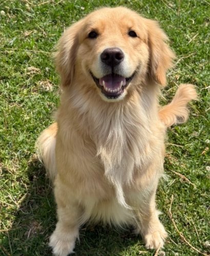 金毛飼養指南 金毛飼養指南