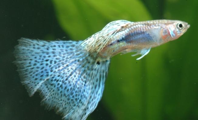 省錢養魚技巧 省錢養魚技巧