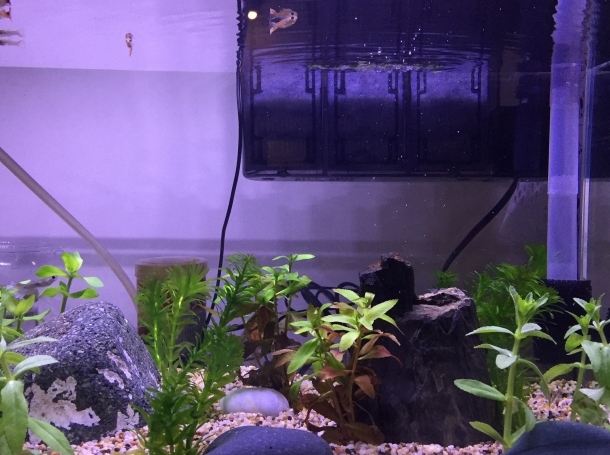 水族箱硝化菌設置 水族箱硝化菌設置