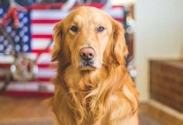 黃金獵犬咬人 黃金獵犬咬人