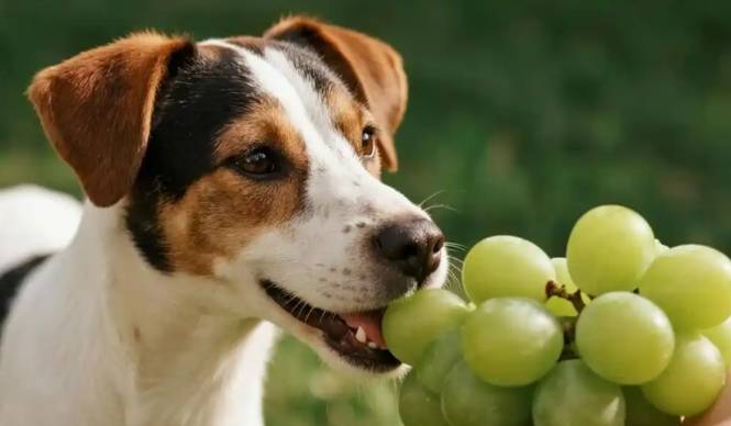 葡萄對狗毒性 葡萄對狗毒性