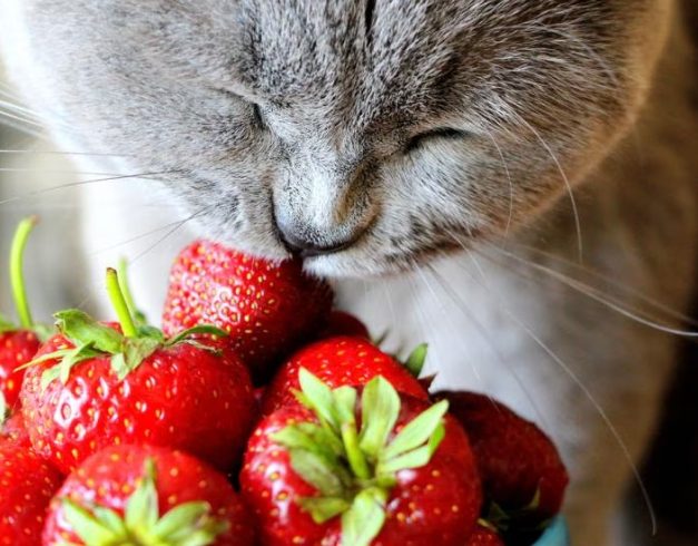 草莓對貓安全