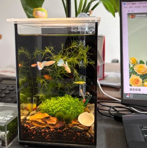 辦公室養魚